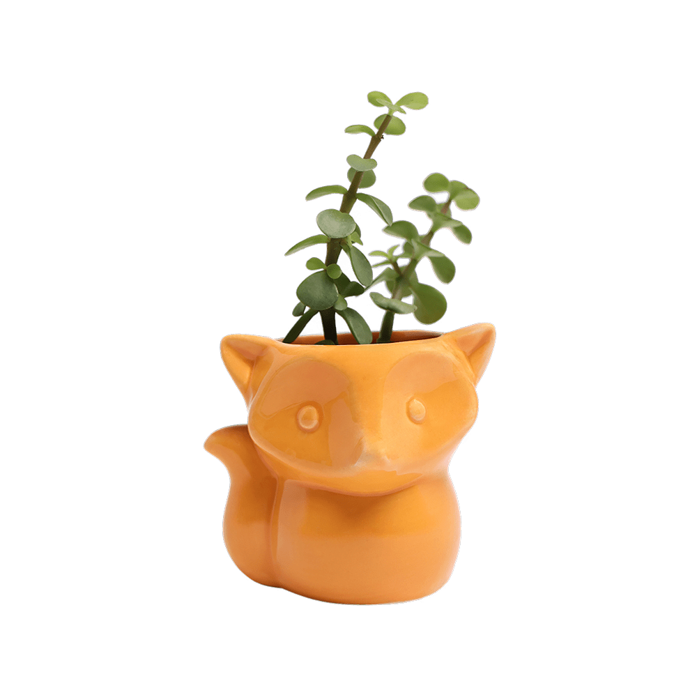 Fox Ceramic Indoor Plant Pot For Succulents - Chive UK