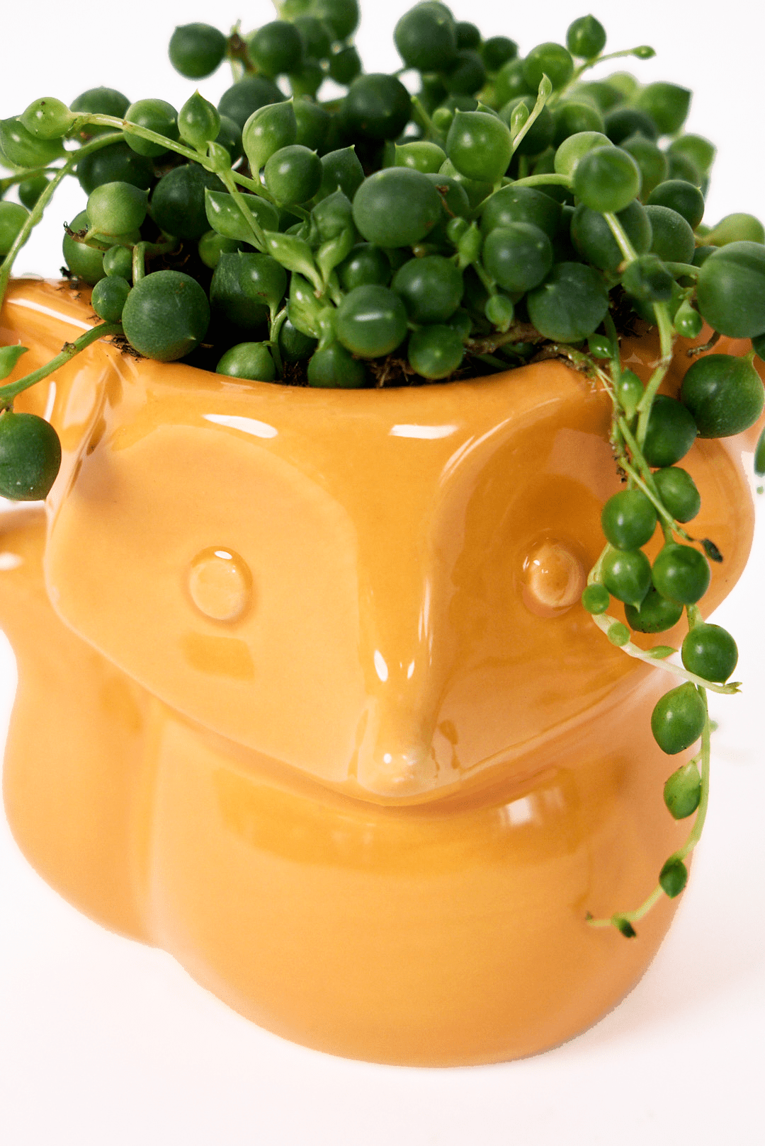 Fox Ceramic Indoor Plant Pot For Succulents - Chive UK