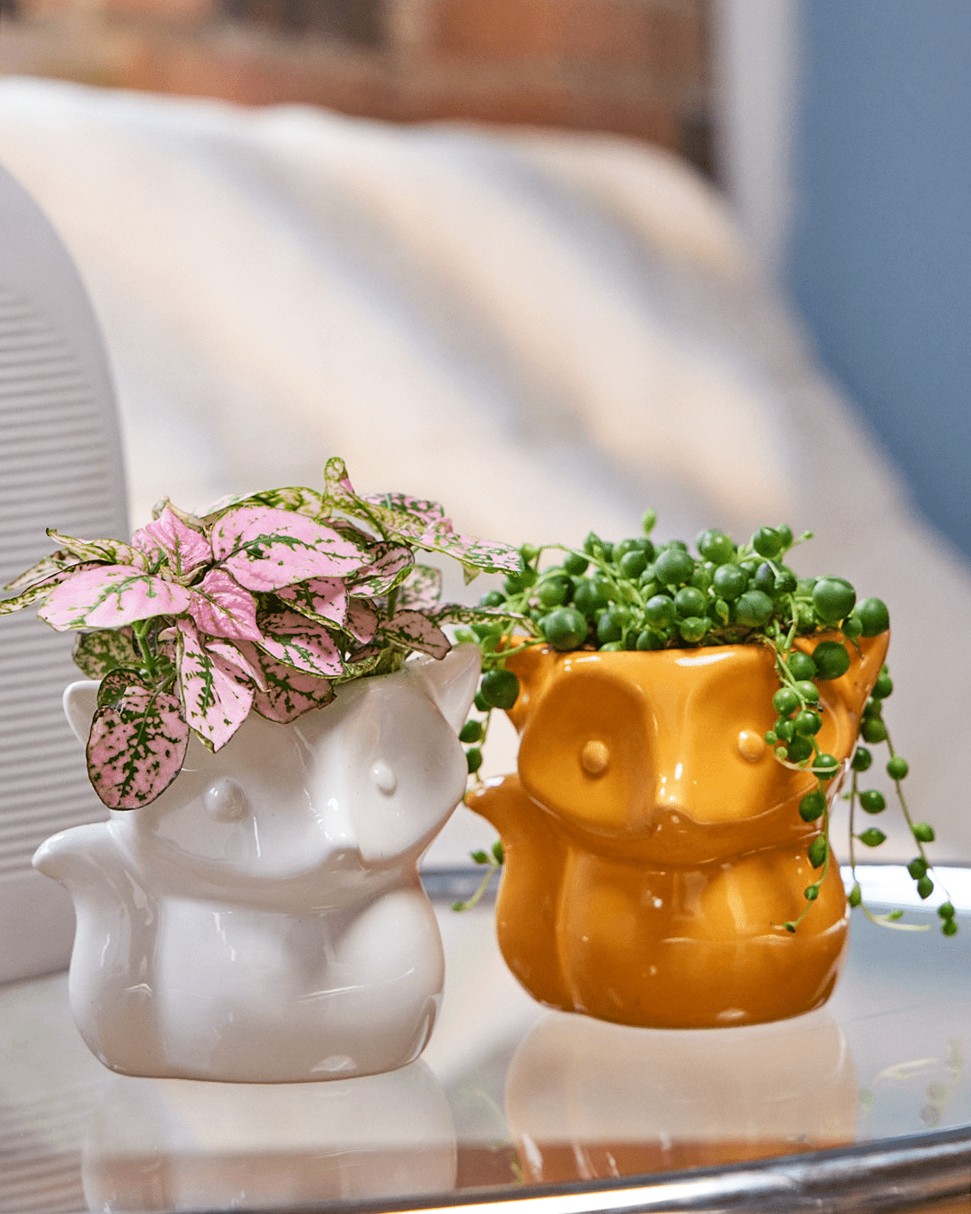 Fox Ceramic Indoor Plant Pot For Succulents - Chive UK