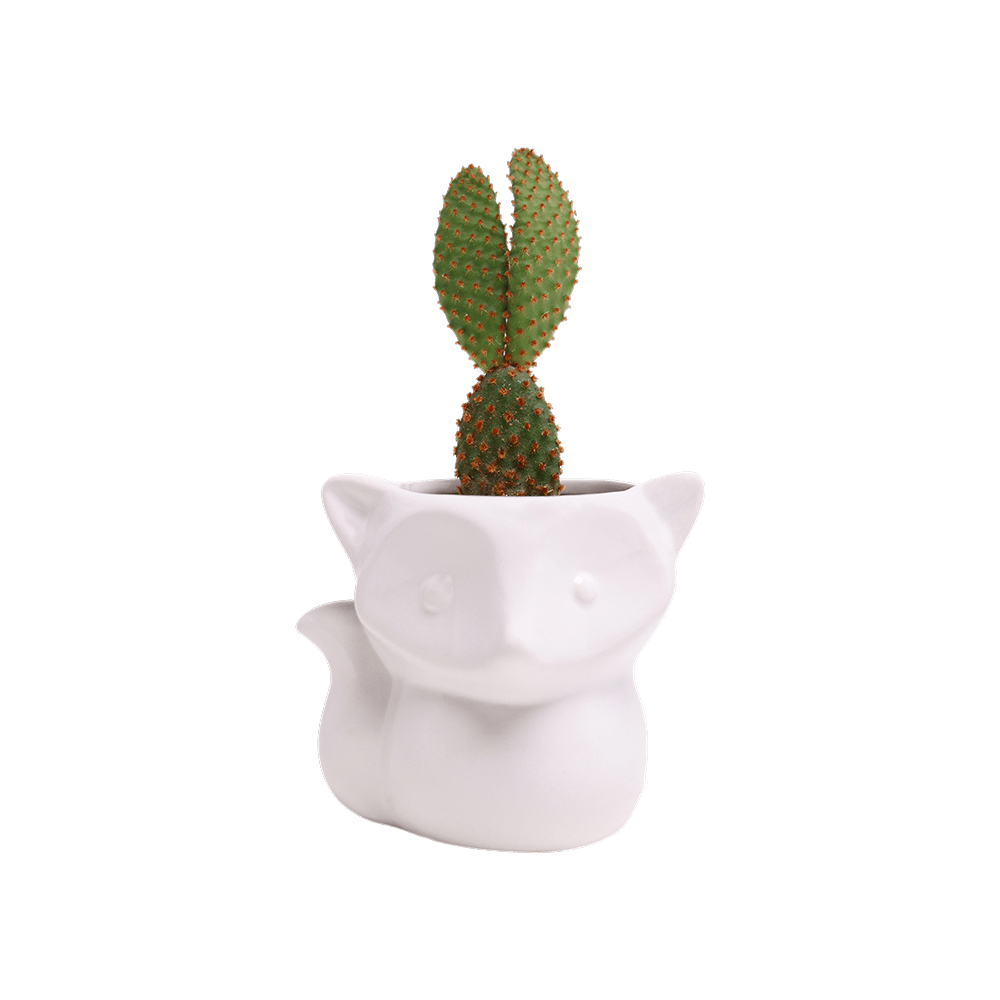 Fox Ceramic Indoor Plant Pot For Succulents - Chive UK