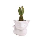 Fox Ceramic Indoor Plant Pot For Succulents - Chive UK