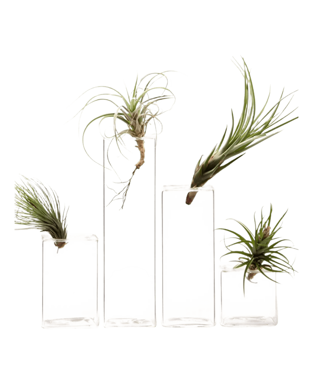 Cube Glass Modern Clear Flower Vase - Chive UK