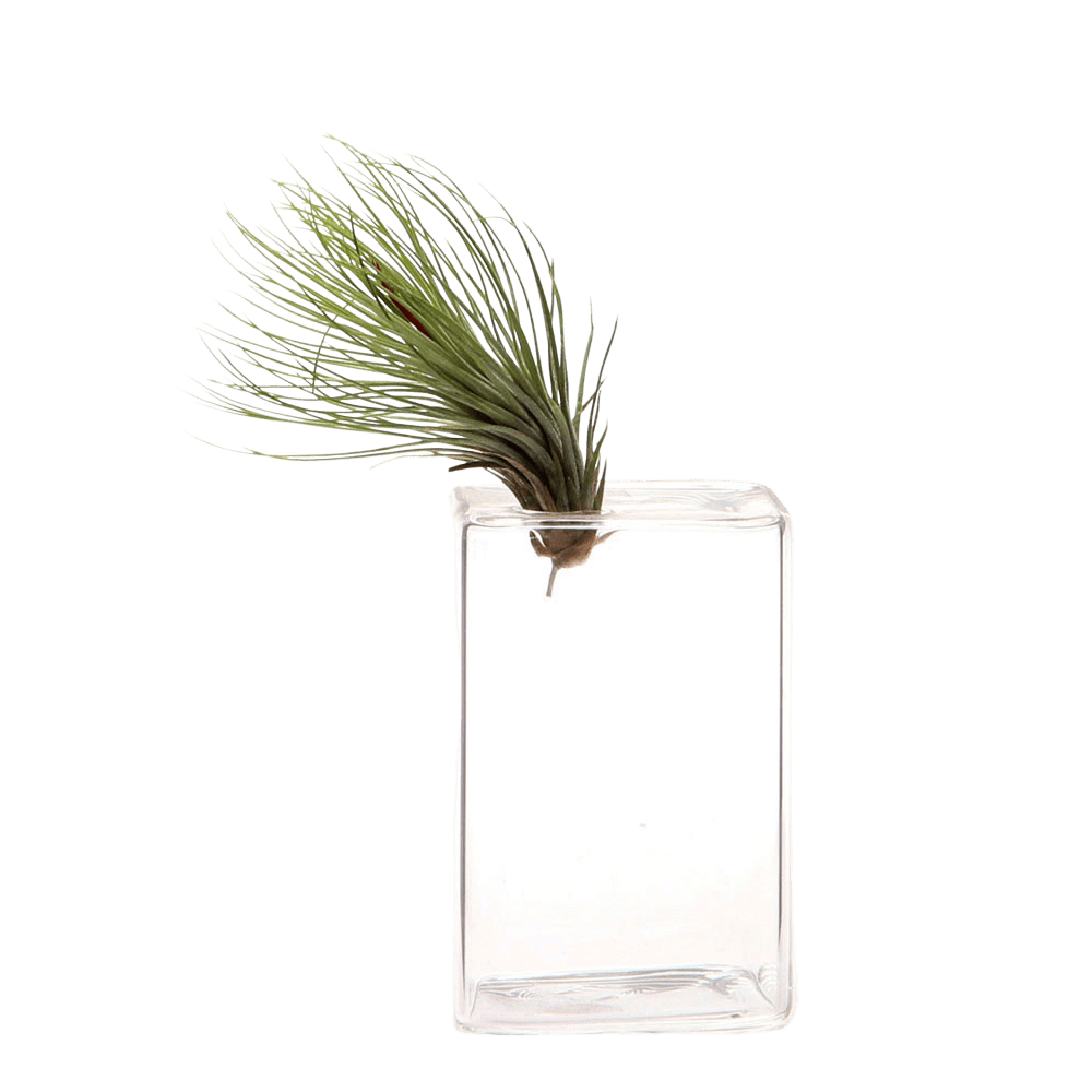 Cube Glass Modern Clear Flower Vase - Chive UK