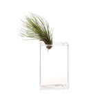 Cube Glass Modern Clear Flower Vase - Chive UK