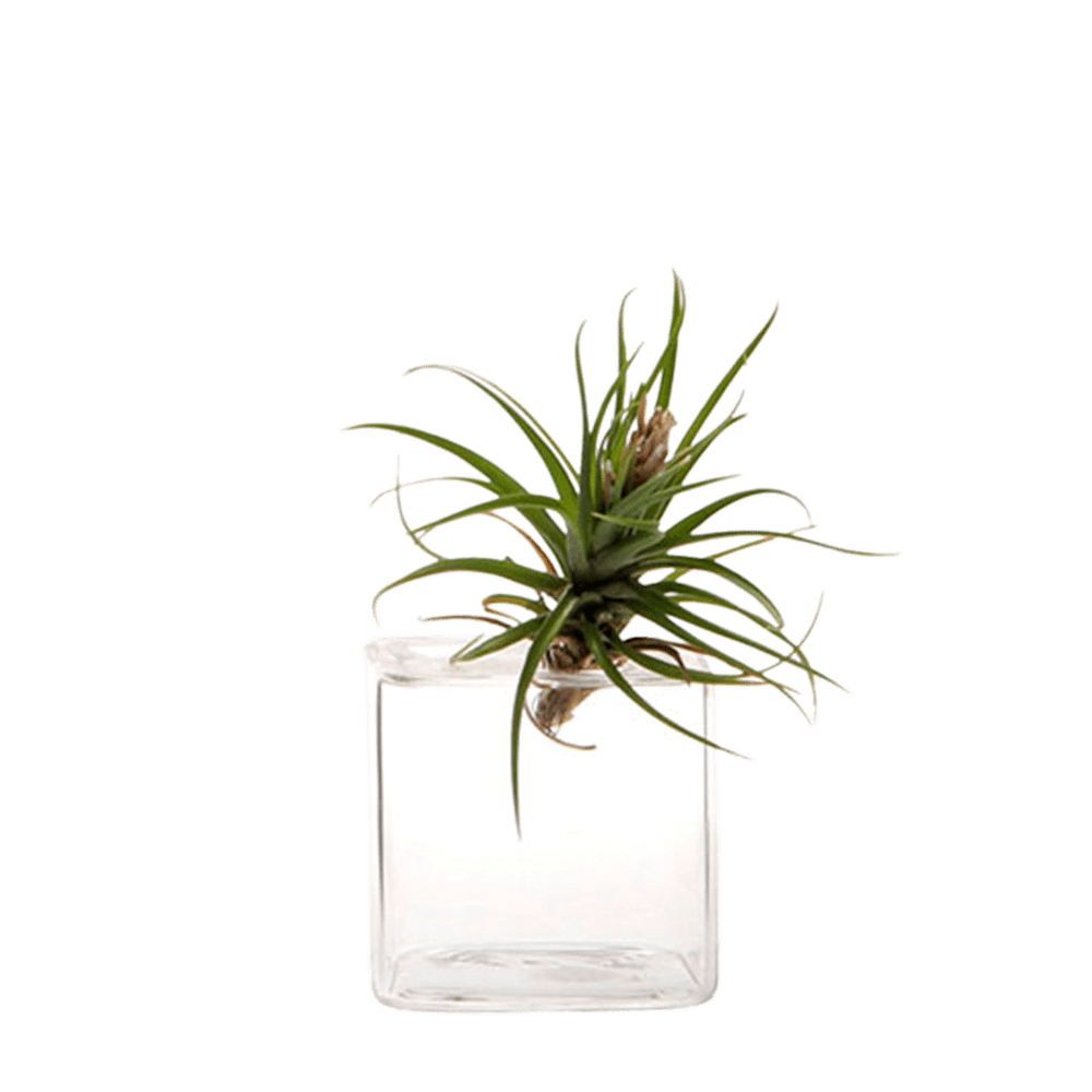 Cube Glass Modern Clear Flower Vase - Chive UK