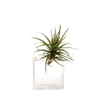 Cube Glass Modern Clear Flower Vase - Chive UK