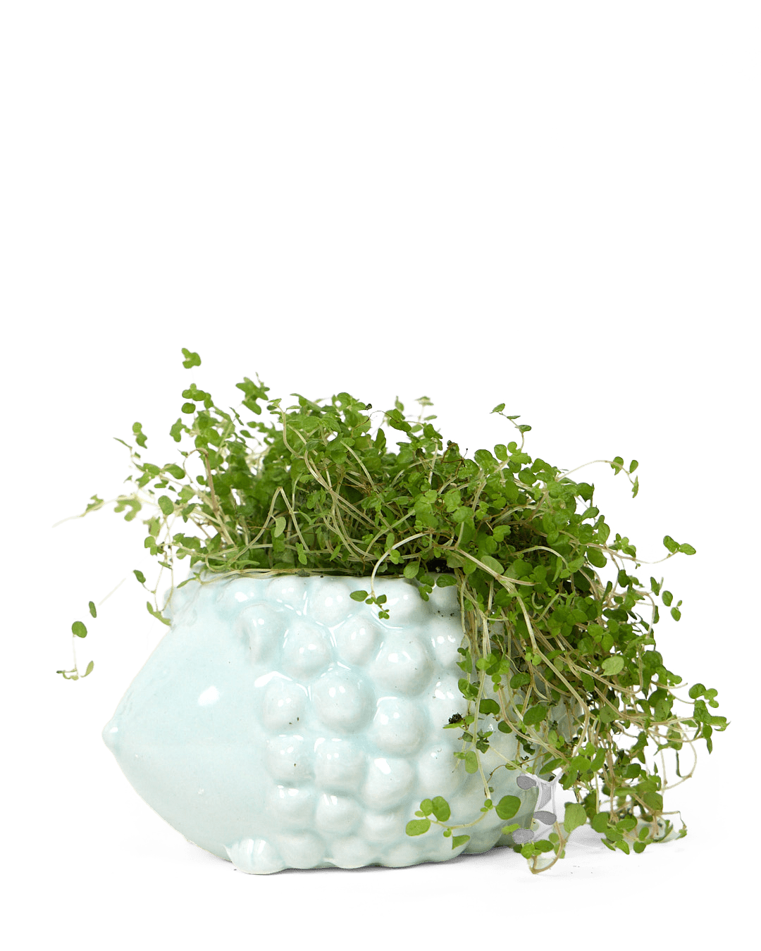 Hedgehog Ceramic Indoor Plant Pot For Succulents - Chive UK