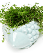 Hedgehog Ceramic Indoor Plant Pot For Succulents - Chive UK