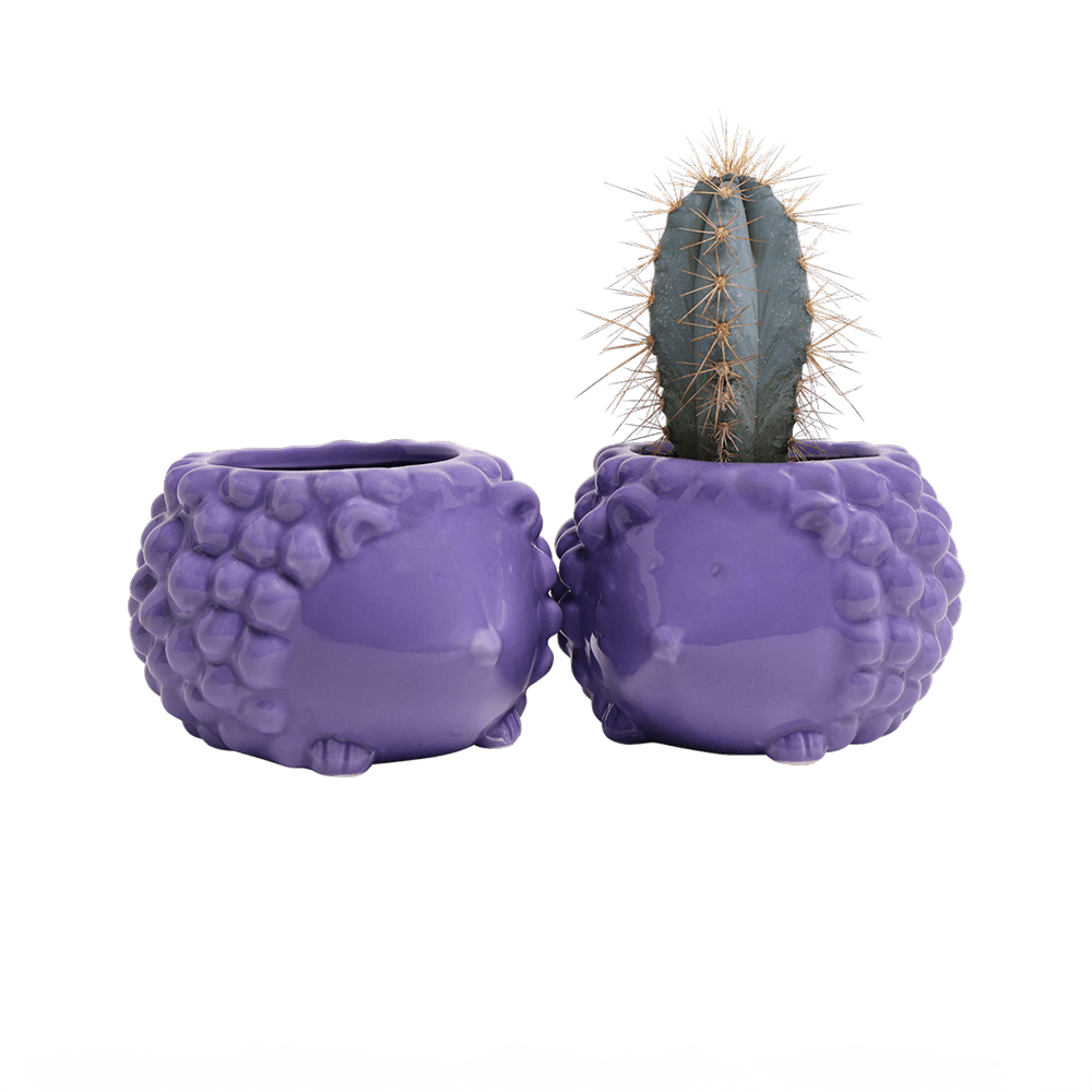 Hedgehog Ceramic Indoor Plant Pot For Succulents - Chive UK