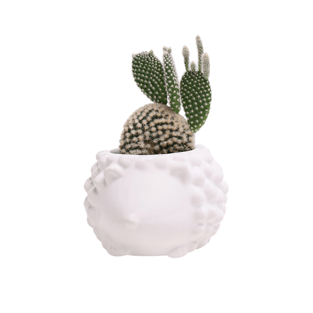 Hedgehog Ceramic Indoor Plant Pot For Succulents - Chive UK