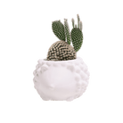 Hedgehog Ceramic Indoor Plant Pot For Succulents - Chive UK