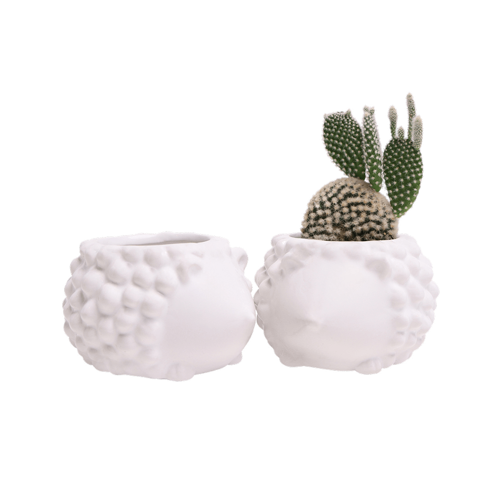 Hedgehog Ceramic Indoor Plant Pot For Succulents - Chive UK