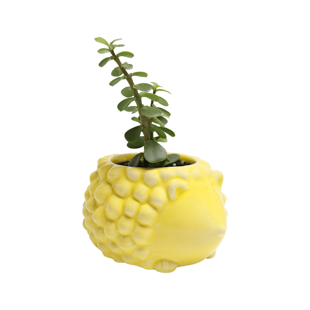 Hedgehog Ceramic Indoor Plant Pot For Succulents - Chive UK