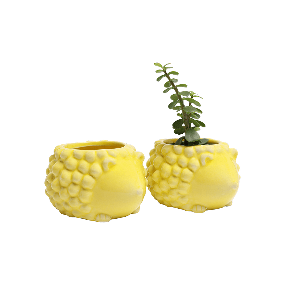 Hedgehog Ceramic Indoor Plant Pot For Succulents - Chive UK