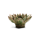 Japan Ceramic Flower Green Succulent - Chive UK