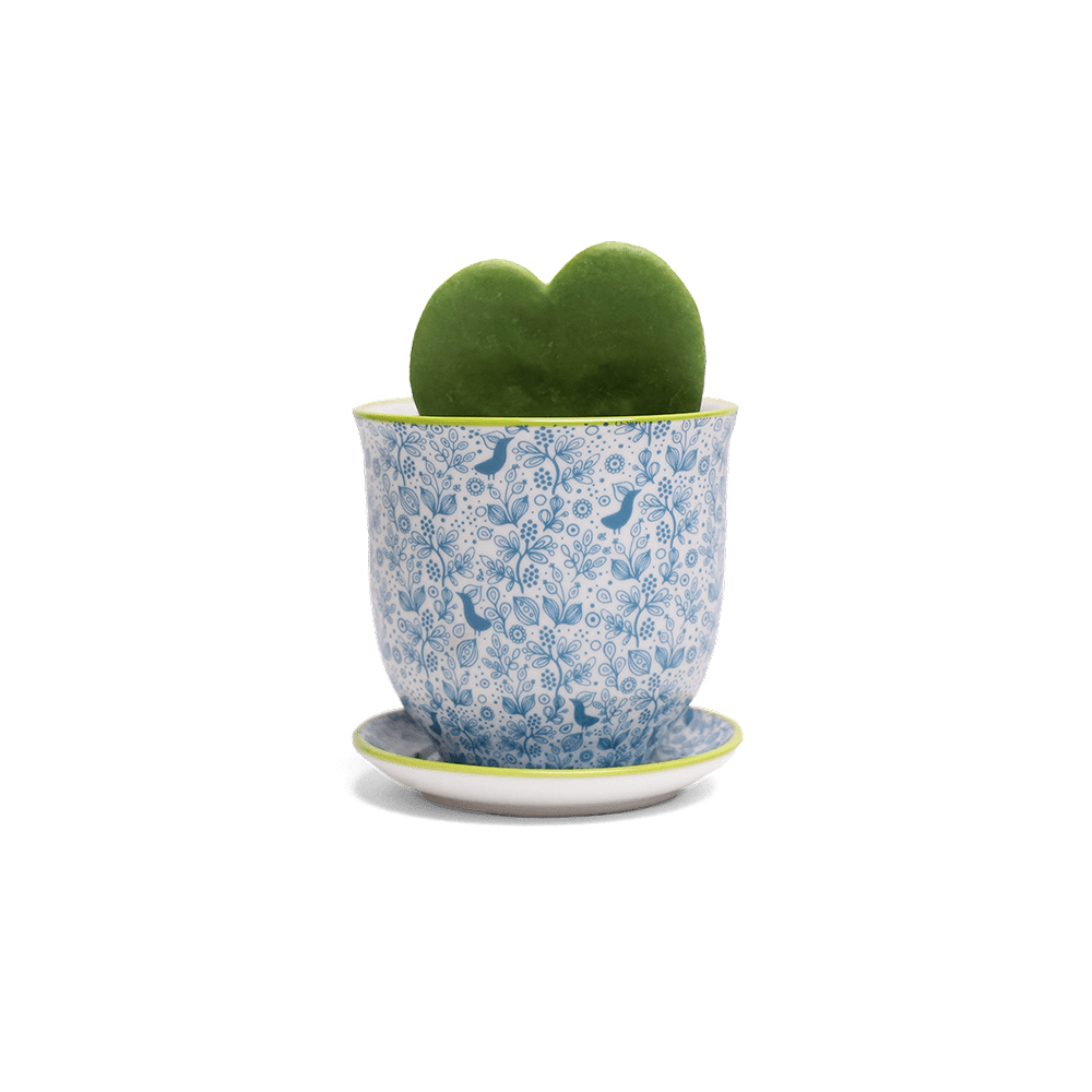 Liberte Porcelain Pot And Saucer Set With Drainage - Chive UK