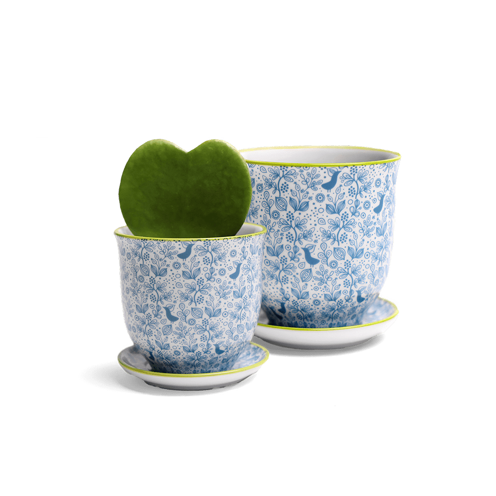 Liberte Porcelain Pot And Saucer Set With Drainage - Chive UK