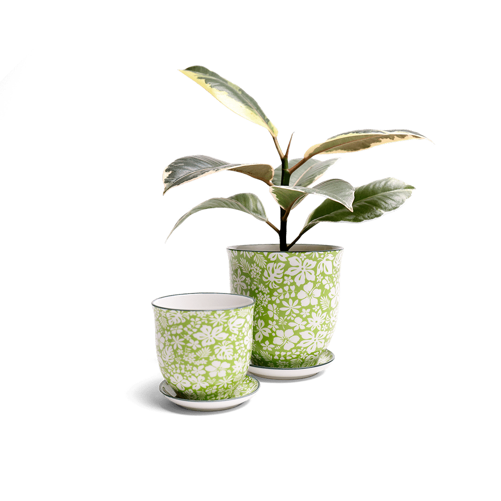 Liberte Porcelain Pot And Saucer Set With Drainage - Chive UK