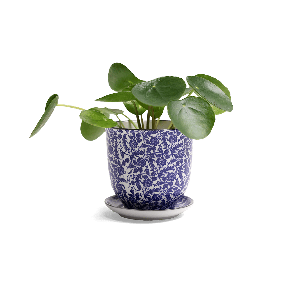 Liberte Porcelain Pot And Saucer Set With Drainage - Chive UK