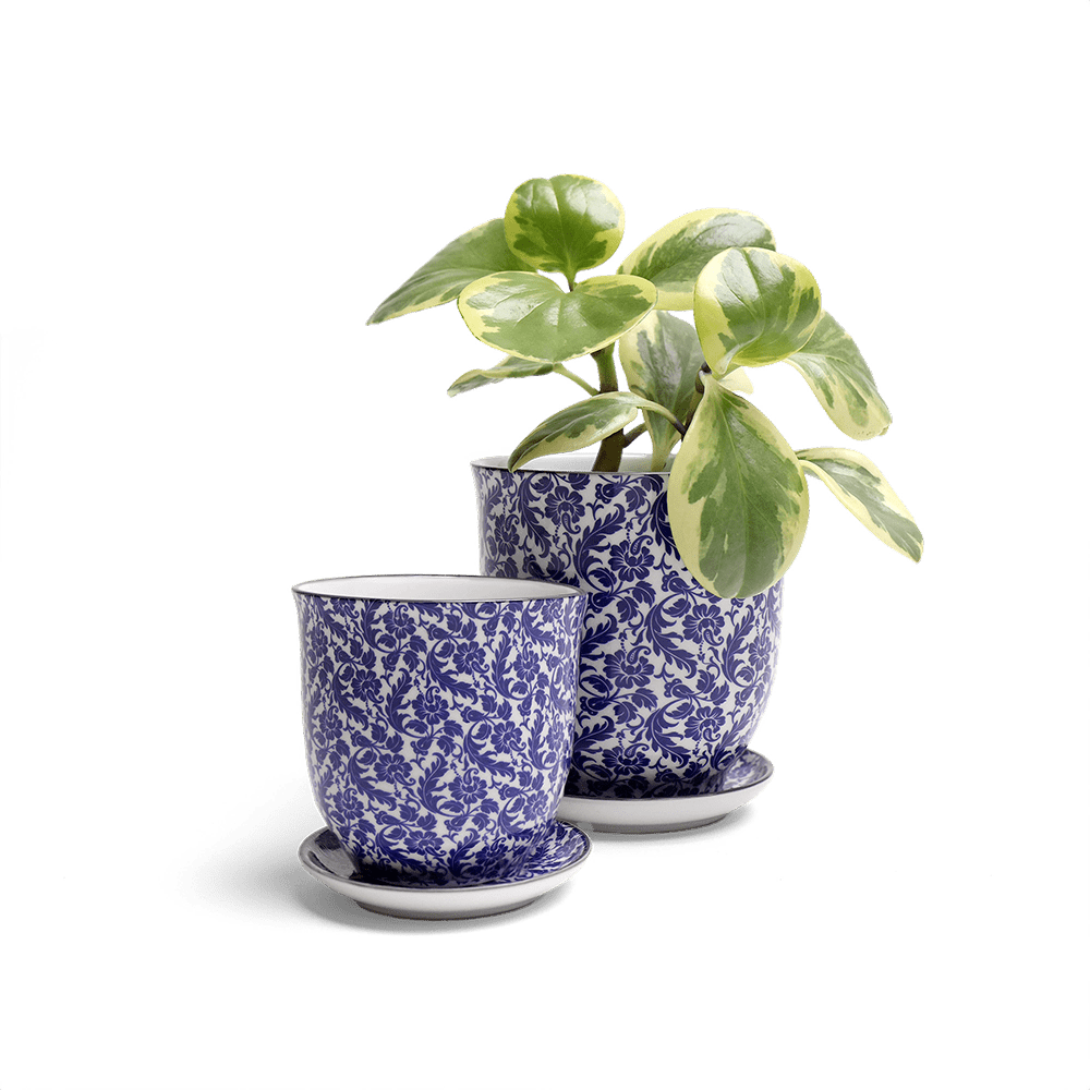 Liberte Porcelain Pot And Saucer Set With Drainage - Chive UK