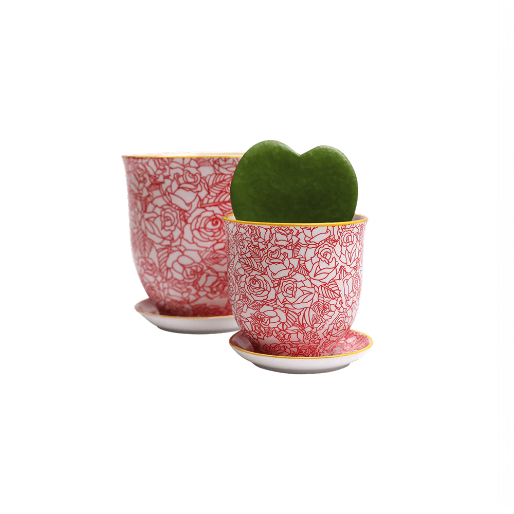 Liberte Porcelain Pot And Saucer Set With Drainage - Chive UK