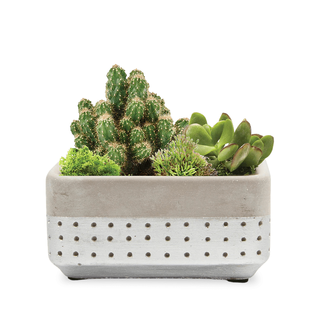 Meraki Cement Planter Pot - Chive UK