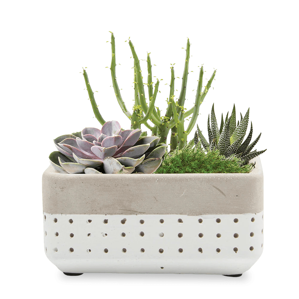 Meraki Cement Planter Pot - Chive UK