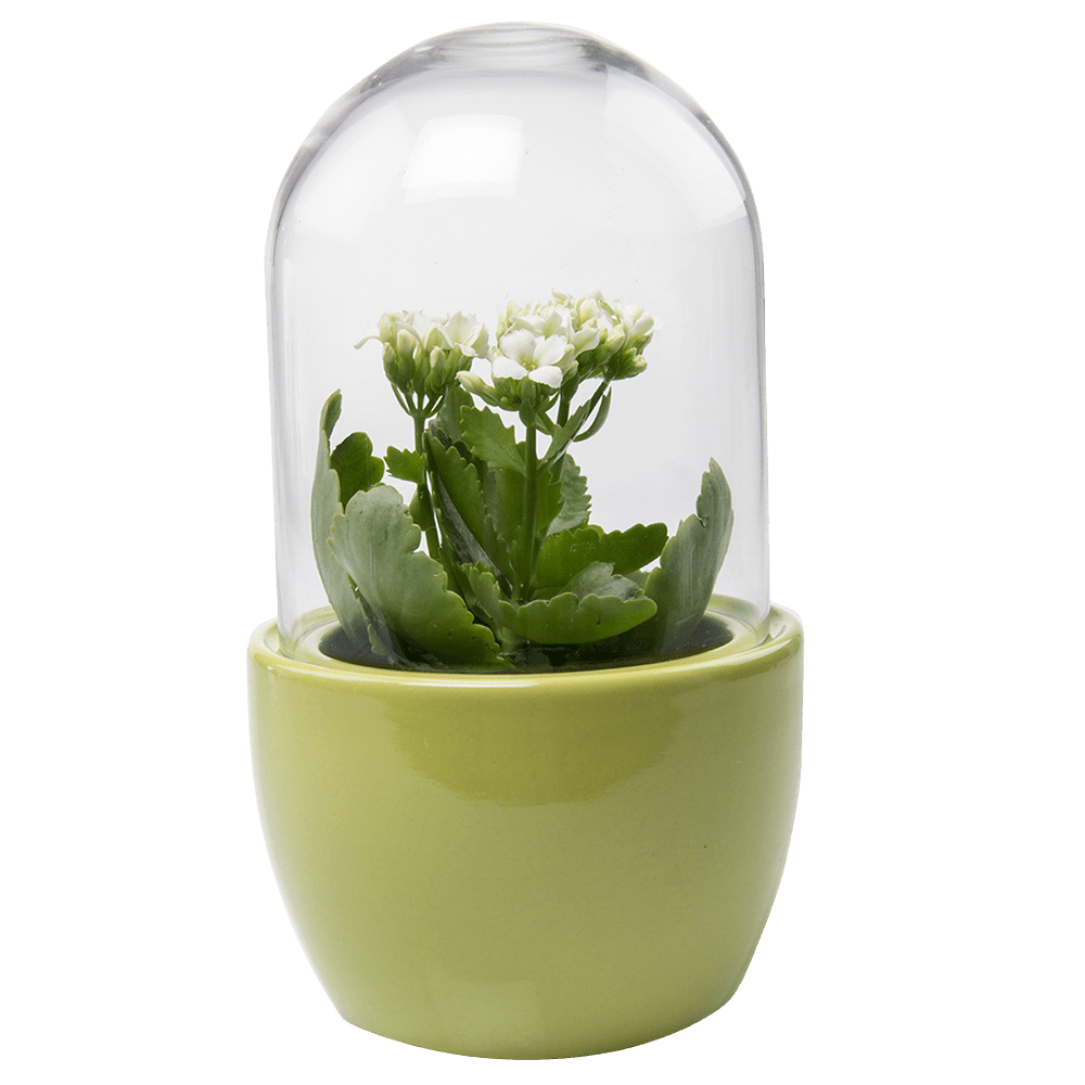 Pill Glass Terrarium Jar For Succulents - Chive UK