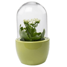 Pill Glass Terrarium Jar For Succulents - Chive UK