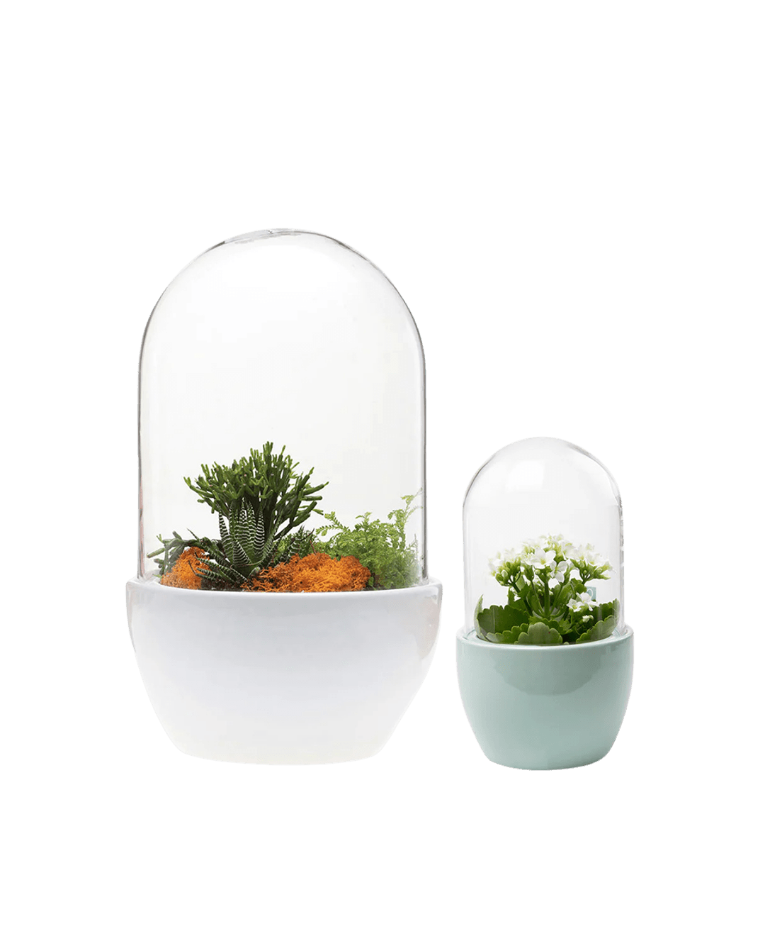 Pill Glass Terrarium Jar For Succulents - Chive UK