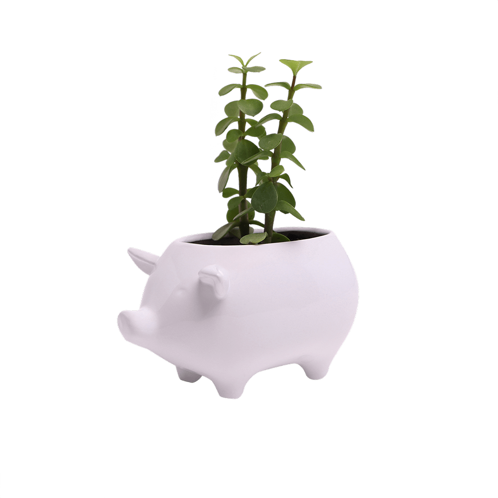 Pig Ceramic Indoor Plant Pot For Succulents - Chive UK