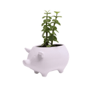 Pig Ceramic Indoor Plant Pot For Succulents - Chive UK