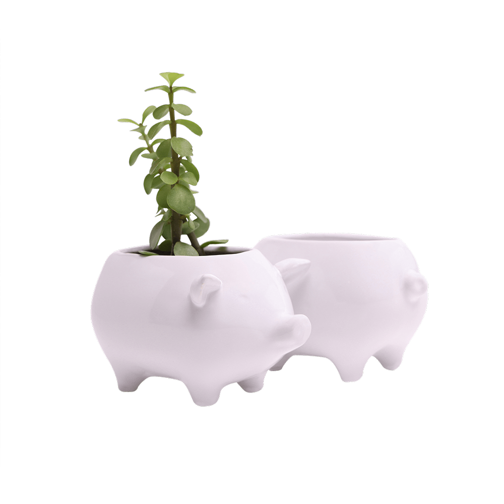 Pig Ceramic Indoor Plant Pot For Succulents - Chive UK