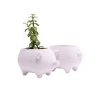 Pig Ceramic Indoor Plant Pot For Succulents - Chive UK