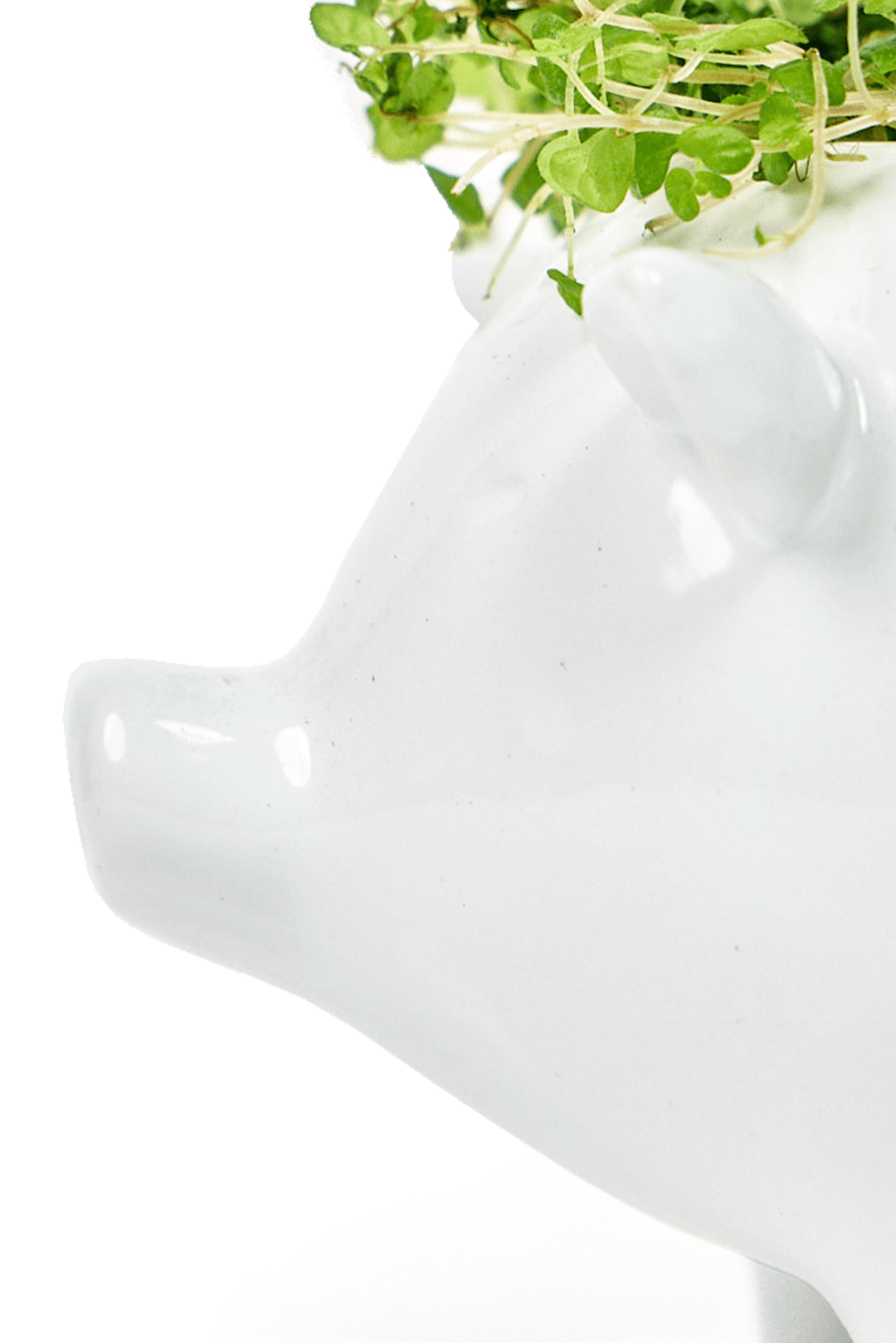 Pig Ceramic Indoor Plant Pot For Succulents - Chive UK