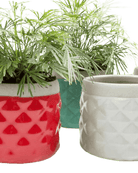 Pina Ceramic Succulent Planter Pot - Chive UK