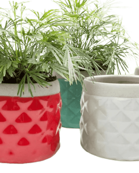 Pina Ceramic Succulent Planter Pot - Chive UK