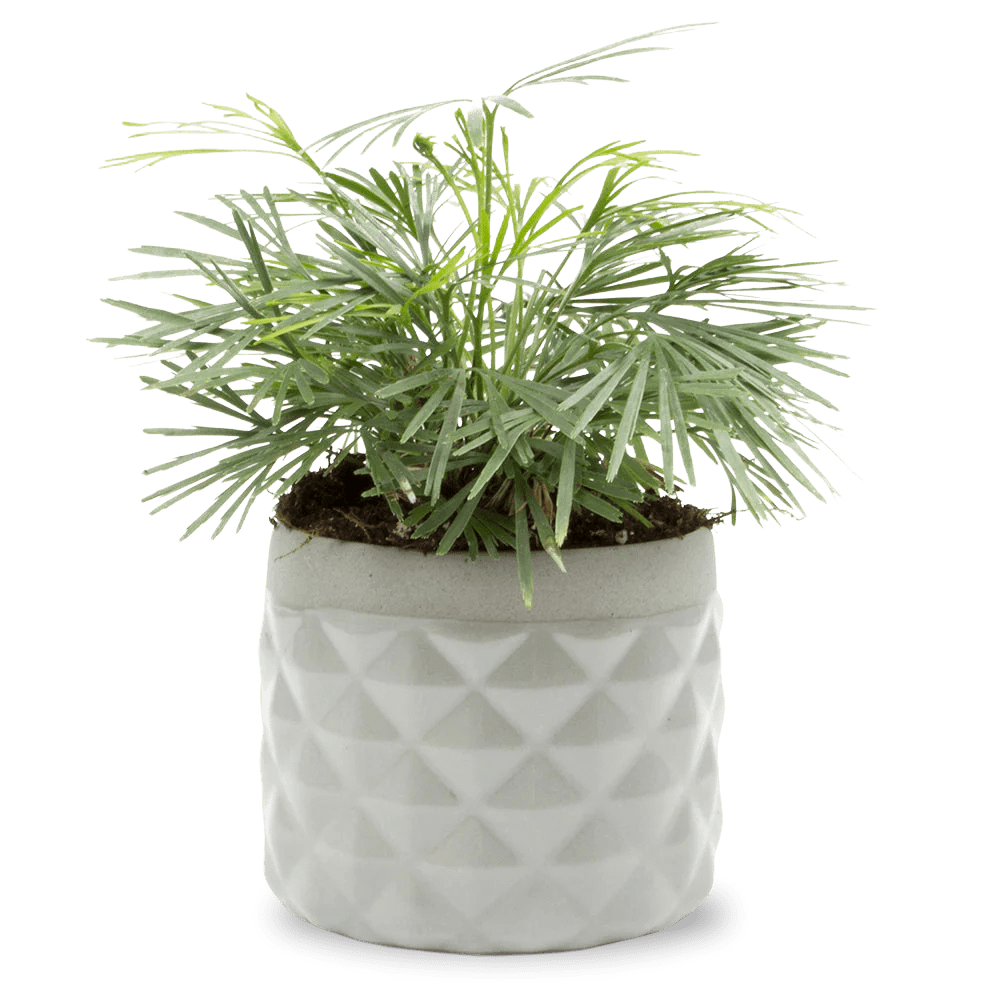 Pina Ceramic Succulent Planter Pot - Chive UK