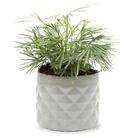 Pina Ceramic Succulent Planter Pot - Chive UK