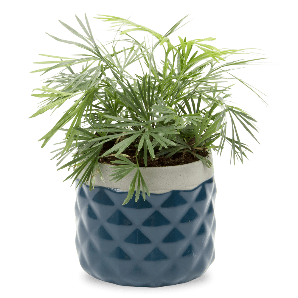 Pina Ceramic Succulent Planter Pot - Chive UK