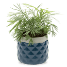 Pina Ceramic Succulent Planter Pot - Chive UK