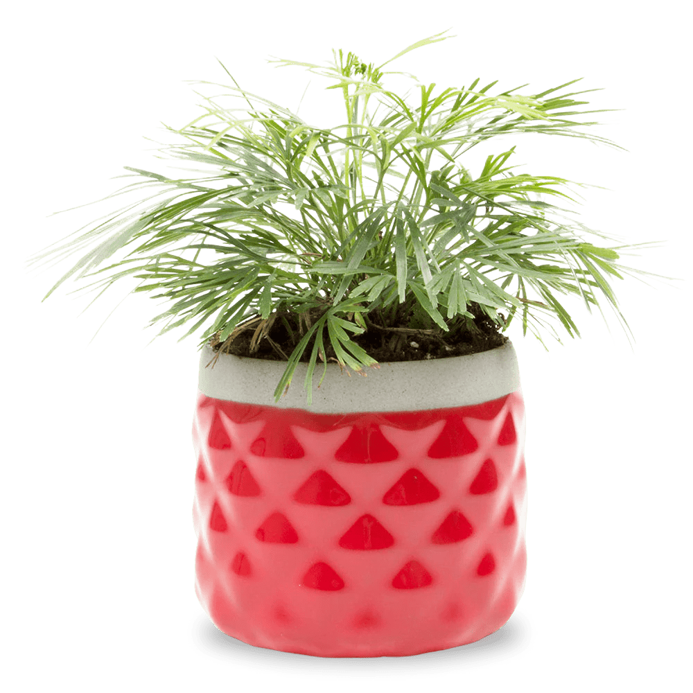 Pina Ceramic Succulent Planter Pot - Chive UK