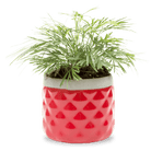 Pina Ceramic Succulent Planter Pot - Chive UK