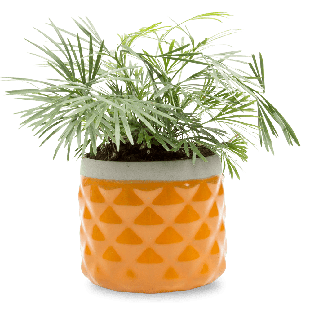 Pina Ceramic Succulent Planter Pot - Chive UK