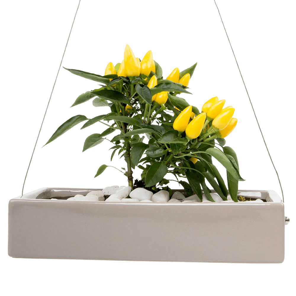 Ragna Ceramic Hanging Planter - Chive UK