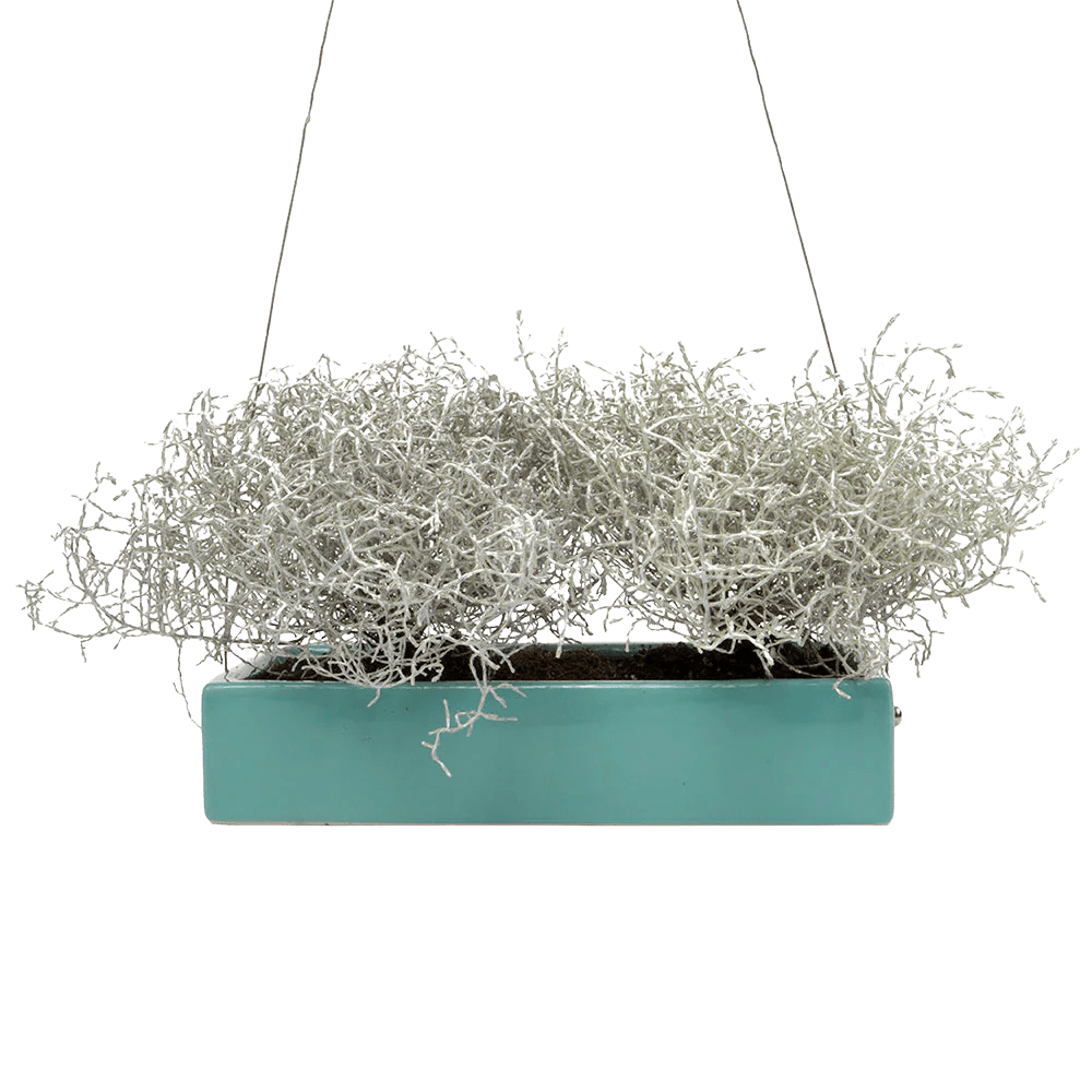 Ragna Ceramic Hanging Planter - Chive UK