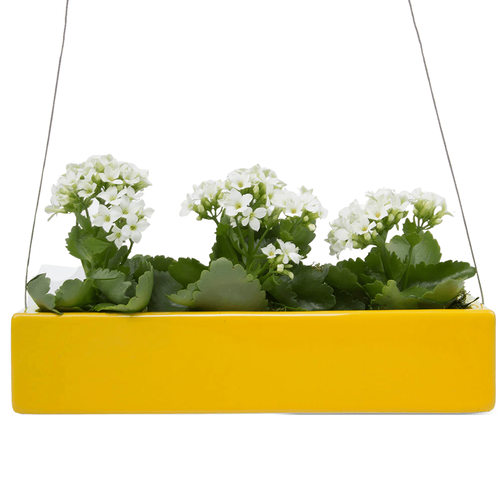 Ragna Ceramic Hanging Planter - Chive UK