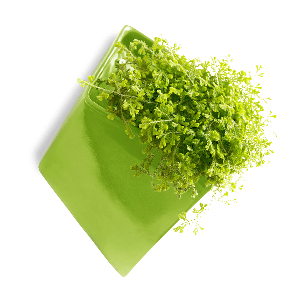 Slab Wall Planter For Succulents - Chive UK