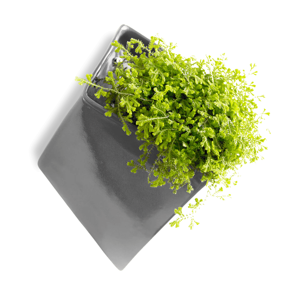 Slab Wall Planter For Succulents - Chive UK