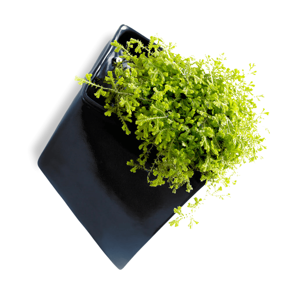 Slab Wall Planter For Succulents - Chive UK